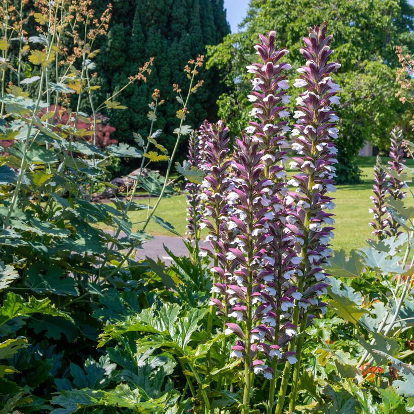 Acanthus hungaricus (Hábito)