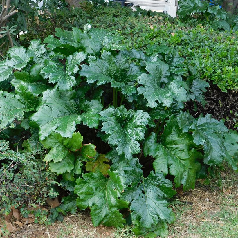 Acanthus mollis (Folhagem)