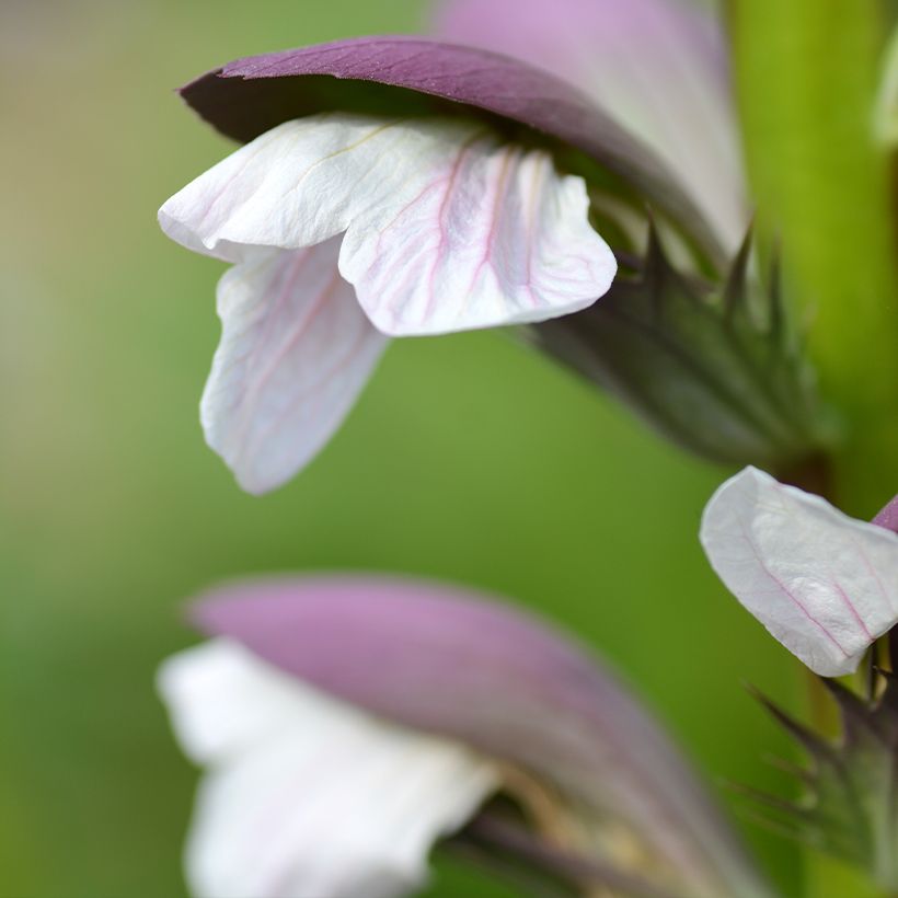 Acanthus mollis (Floração)