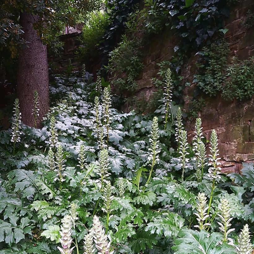 Acanthus mollis (Hábito)