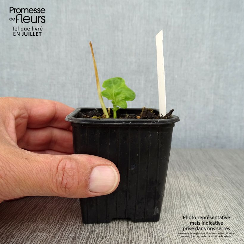 Amostra de Acanthus mollis Vaso de 7/8 cm tal como entregue no verão