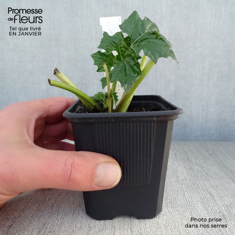 Amostra de Acanthus mollis Vaso de 7/8 cm tal como entregue no inverno