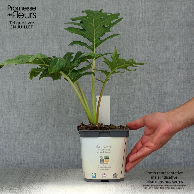 Amostra de Acanthus mollis Vaso de 2 L/3 L tal como entregue no verão
