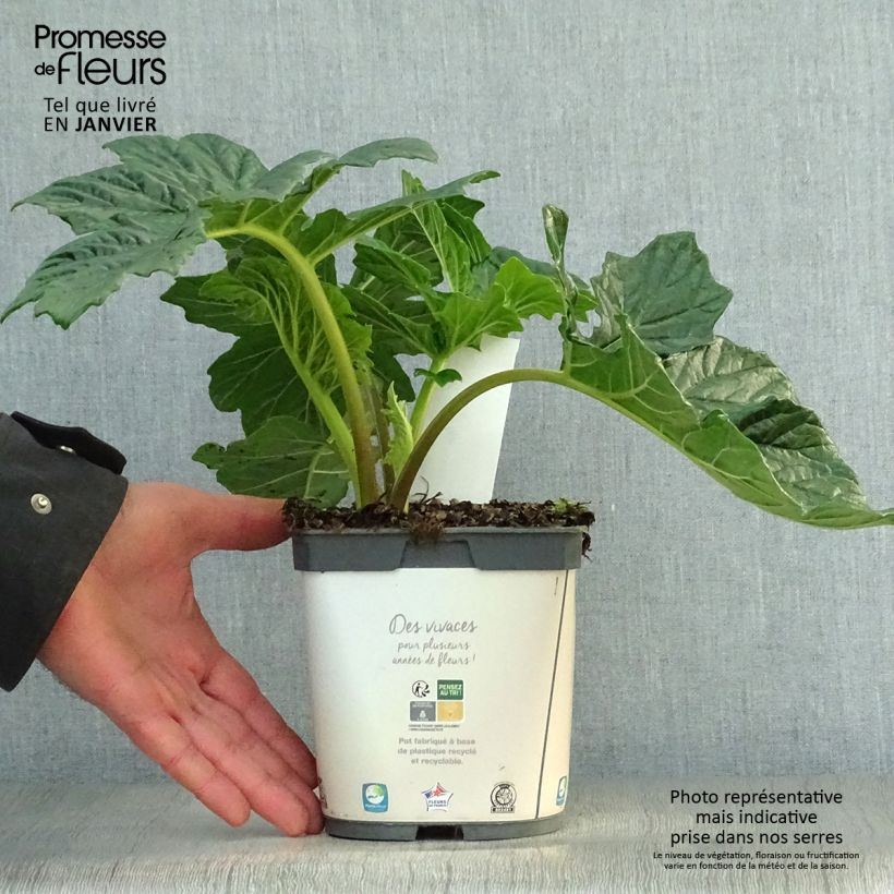 Amostra de Acanthus mollis Vaso de 2 L/3 L tal como entregue no inverno