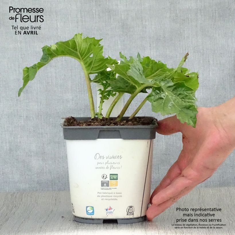 Amostra de Acanthus mollis Vaso de 2 L/3 L tal como entregue na primavera