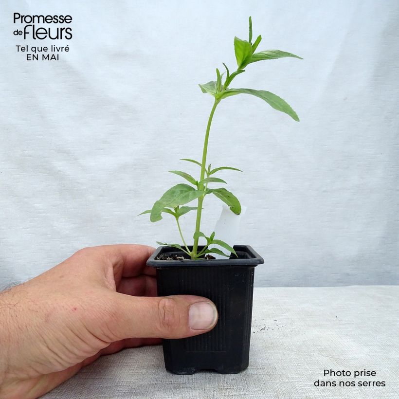 Amostra de Acanthus mollis Vaso de 7/8 cm tal como entregue na primavera