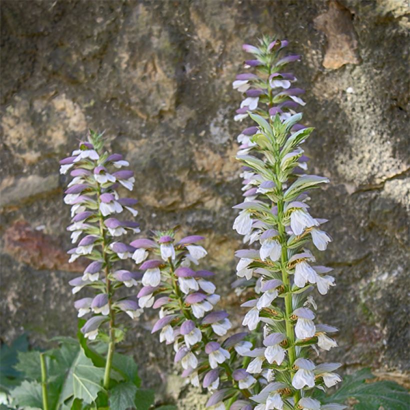 Acanthus mollis Hollards Gold (Floração)