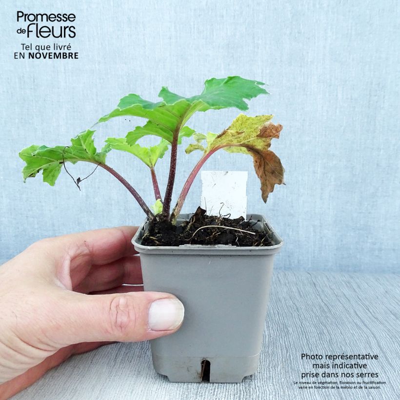 Amostra de Acanthus mollis Hollards Gold Vaso de 8/9 cm tal como entregue no outono