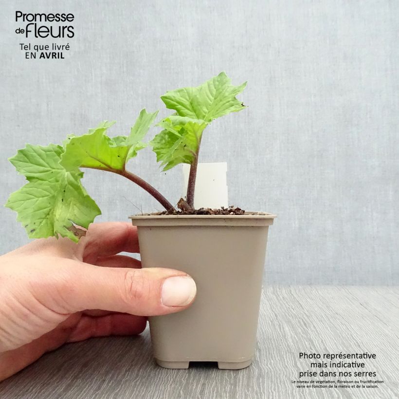 Amostra de Acanthus mollis Hollards Gold Vaso de 8/9 cm tal como entregue na primavera