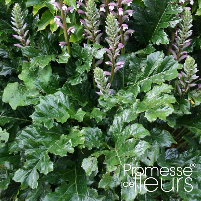 Acanthus mollis Latifolius (Folhagem)