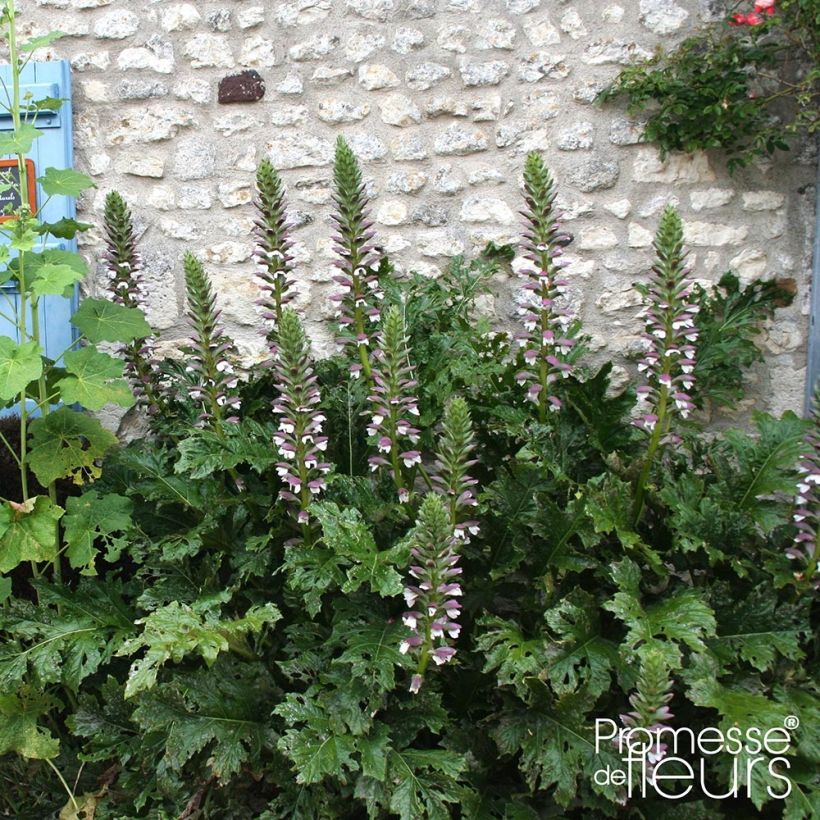 Acanthus mollis Latifolius (Hábito)