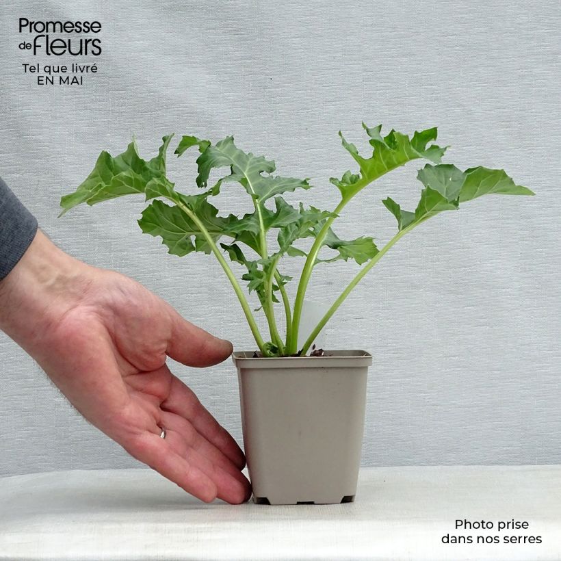 Amostra de Acanthus mollis Rue Ledan Vaso de 8/9 cm tal como entregue na primavera