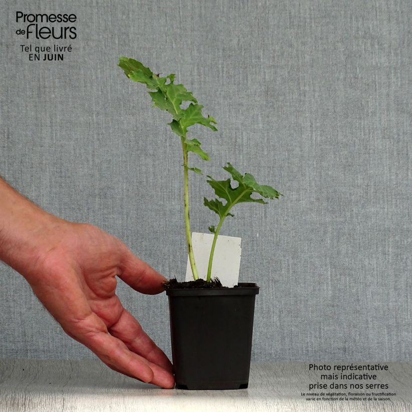 Amostra de Acanthus mollis Rue Ledan Vaso de 8/9 cm tal como entregue no verão