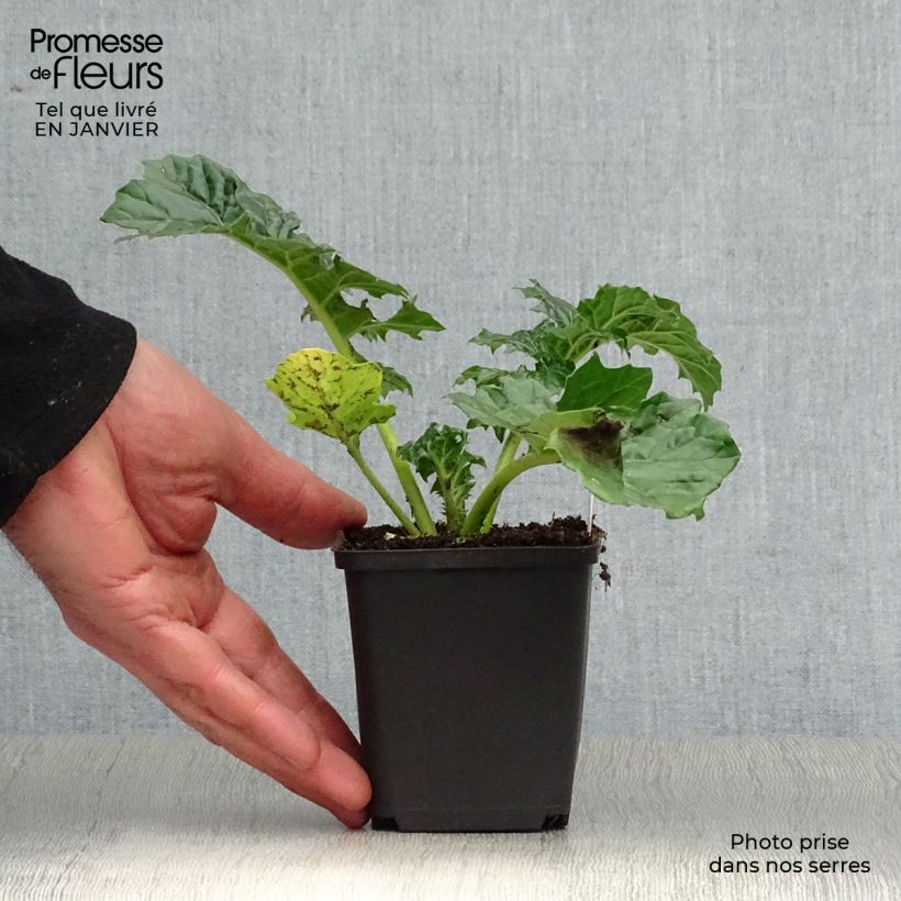 Amostra de Acanthus mollis Rue Ledan (Jeff Albus) - Acanthe blanche Vaso de 8/9 cm tal como entregue no inverno