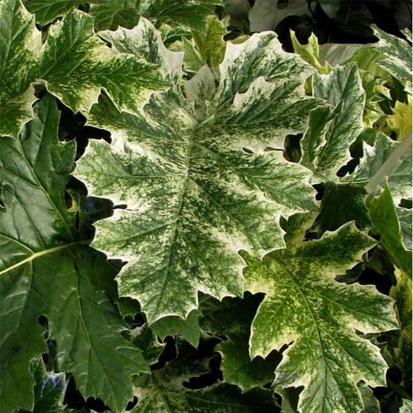 Acanthus mollis Tasmanian Angel (Folhagem)