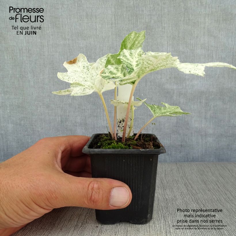 Amostra de Acanthus mollis Tasmanian Angel Vaso de 8/9 cm tal como entregue no verão