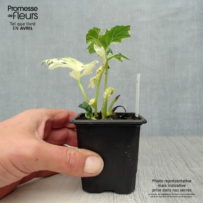 Amostra de Acanthus mollis Tasmanian Angel Vaso de 8/9 cm tal como entregue na primavera