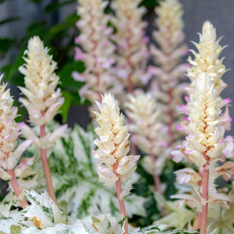 Acanthus mollis Tasmanian Angel (Floração)