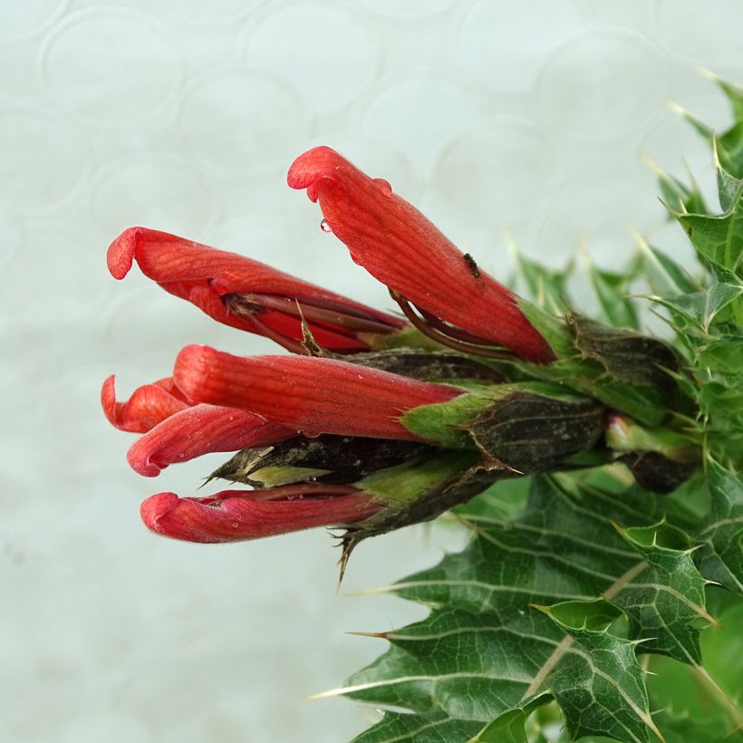 Acanthus sennii (Floração)