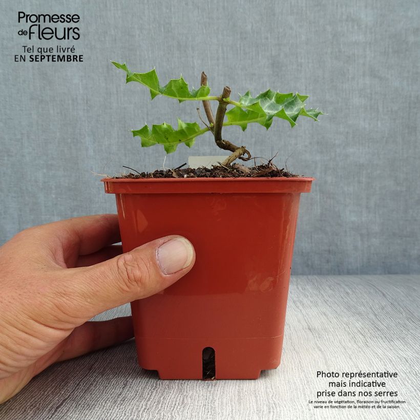Amostra de Acanthus sennii Vaso de 1 L/1,5 L tal como entregue no outono