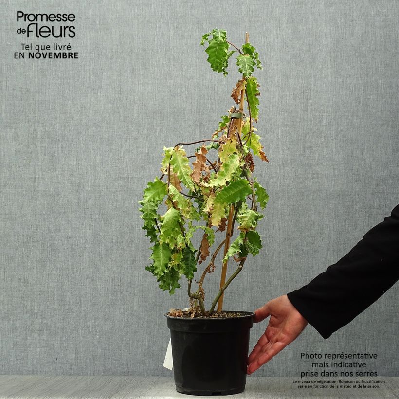 Amostra de Acanthus sennii Vaso de 4 L/5 L tal como entregue no outono