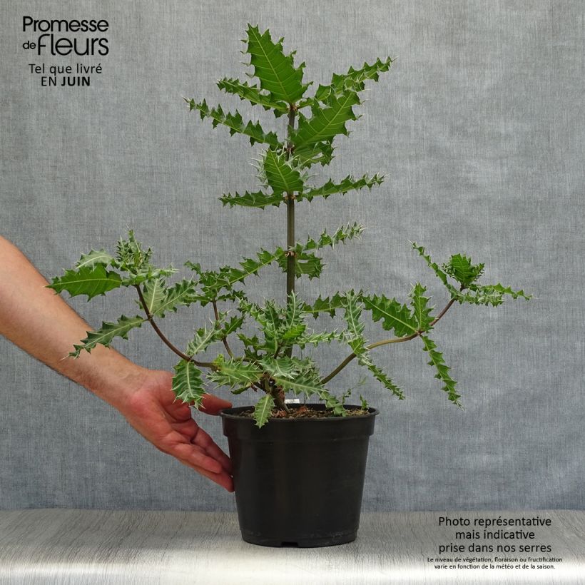 Amostra de Acanthus sennii Vaso de 4 L/5 L tal como entregue no verão