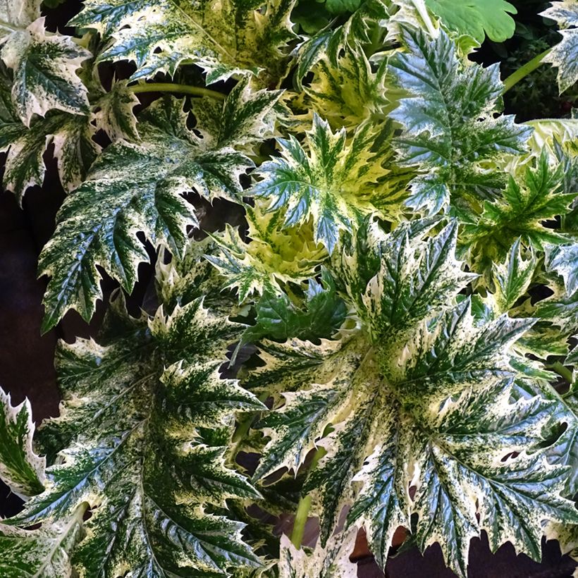 Acanthus mollis Whitewater (Folhagem)