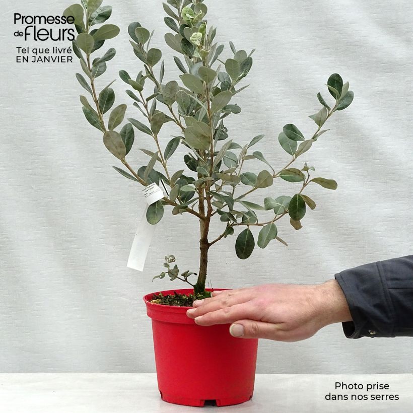 Amostra de Acca sellowiana Coolidge  - Goyavier du Brésil autofertile Vaso de 2 L/3 L tal como entregue no inverno