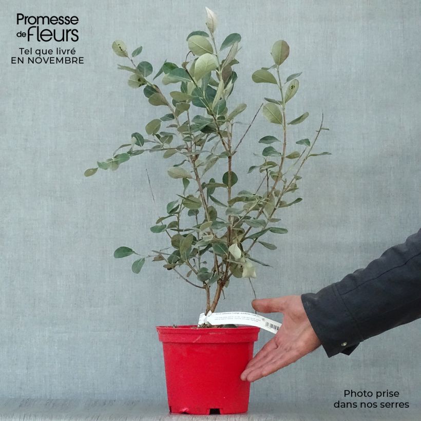 Amostra de Goiabeira-serrana Coolidge autofértil - Feijoa sellowiana Vaso de 2 L/3 L tal como entregue no outono