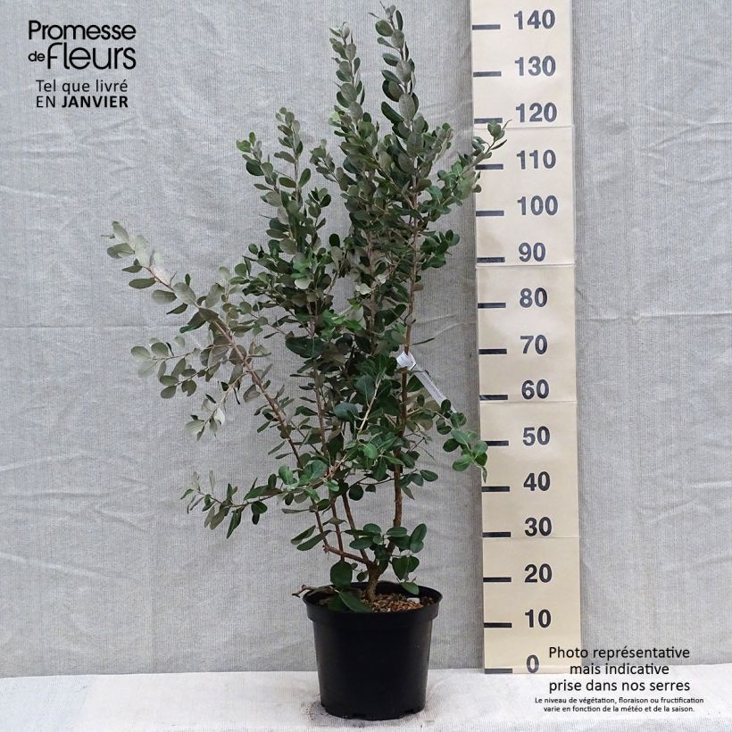 Amostra de Acca sellowiana Coolidge  - Goyavier du Brésil autofertile Vaso de 4 L/5 L tal como entregue no inverno