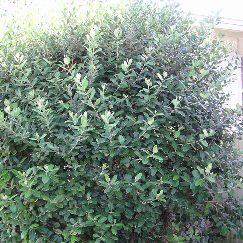 Goiaba-serrana Gemini - Acca sellowiana (Hábito)