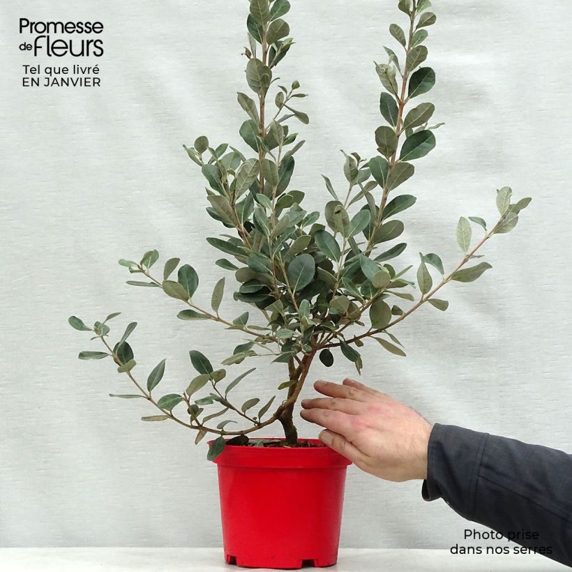 Amostra de Acca sellowiana Gemini - Feijoa Vaso de 3 L/4 L tal como entregue no inverno