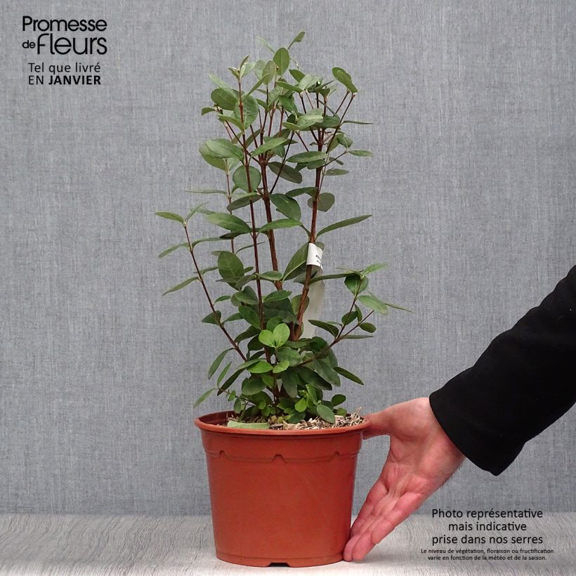 Amostra de Acca sellowiana - Goyavier du Brésil Vaso de 2 L/3 L tal como entregue no inverno