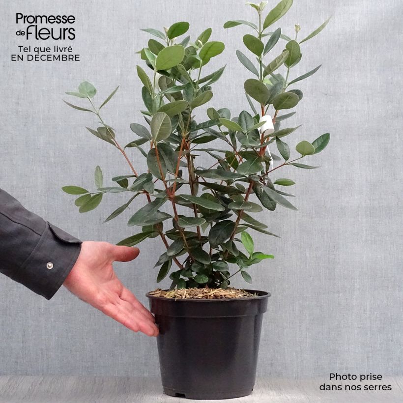 Amostra de Acca sellowiana - Goyavier du Brésil Vaso de 4 L/5 L tal como entregue no inverno