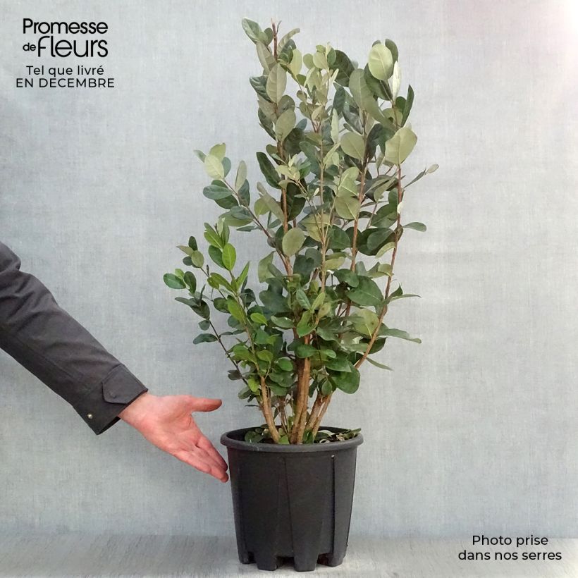 Amostra de Acca sellowiana - Goyavier du Brésil Vaso de 7,5 L/10 L tal como entregue no inverno