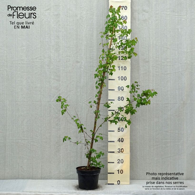 Amostra de Acer buergerianum Vaso de 4 L/5 L tal como entregue na primavera