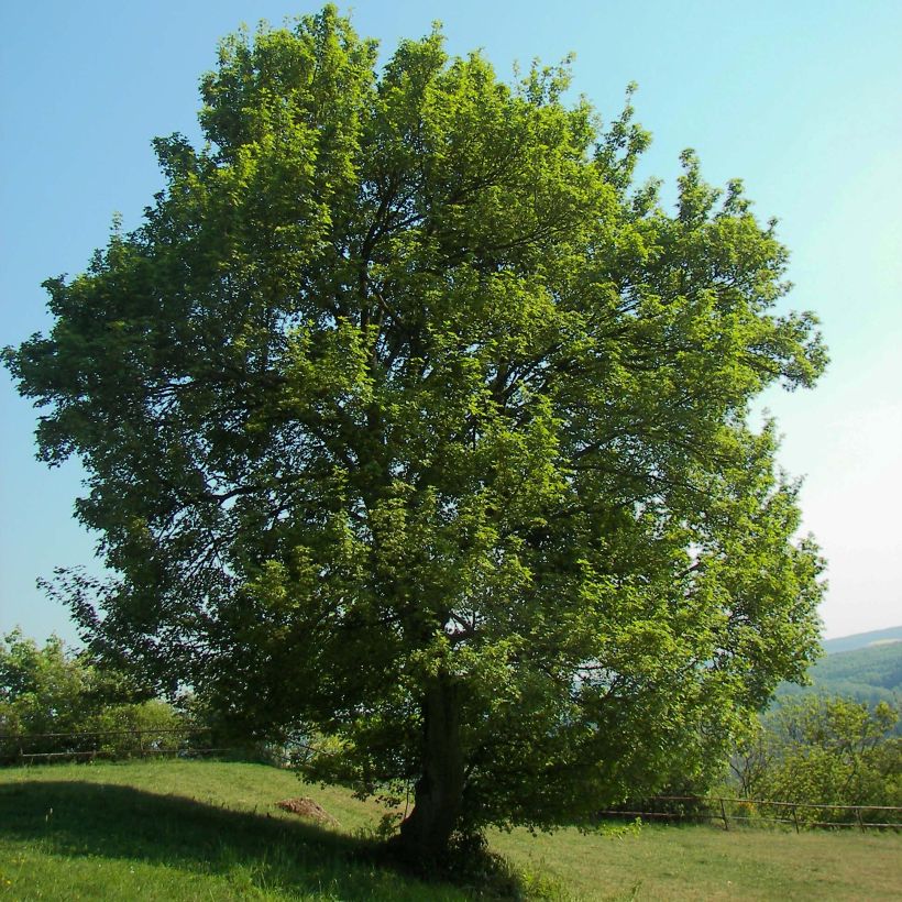 Bordo-comum - Acer campestre (Hábito)