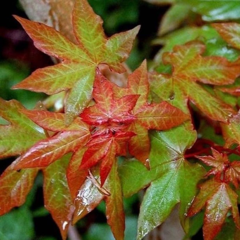 Acer cappadocicum Rubrum (Folhagem)