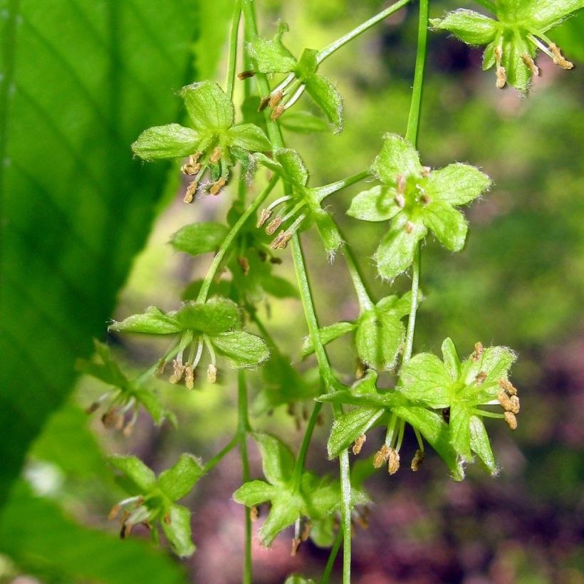 Acer carpinifolium (Floração)