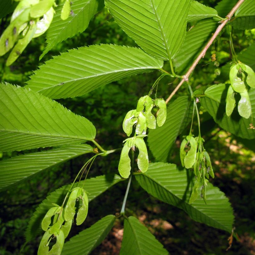 Acer carpinifolium (Colheita)