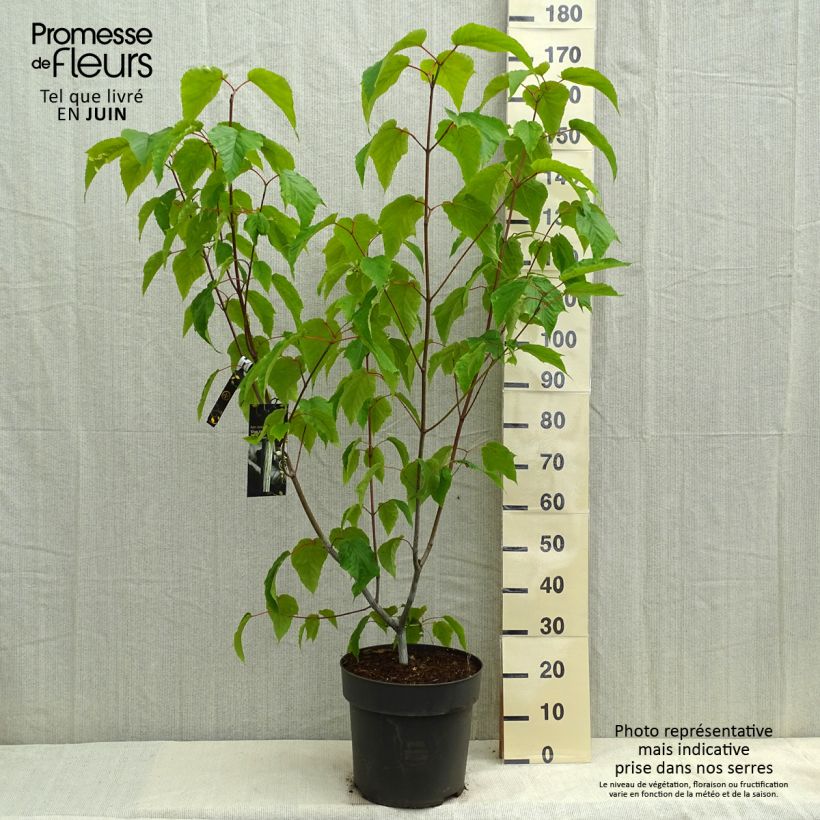 Amostra de Bordo pele de serpente Silver Vein - Acer conspicuum Vaso de 12 L/15 L tal como entregue na primavera