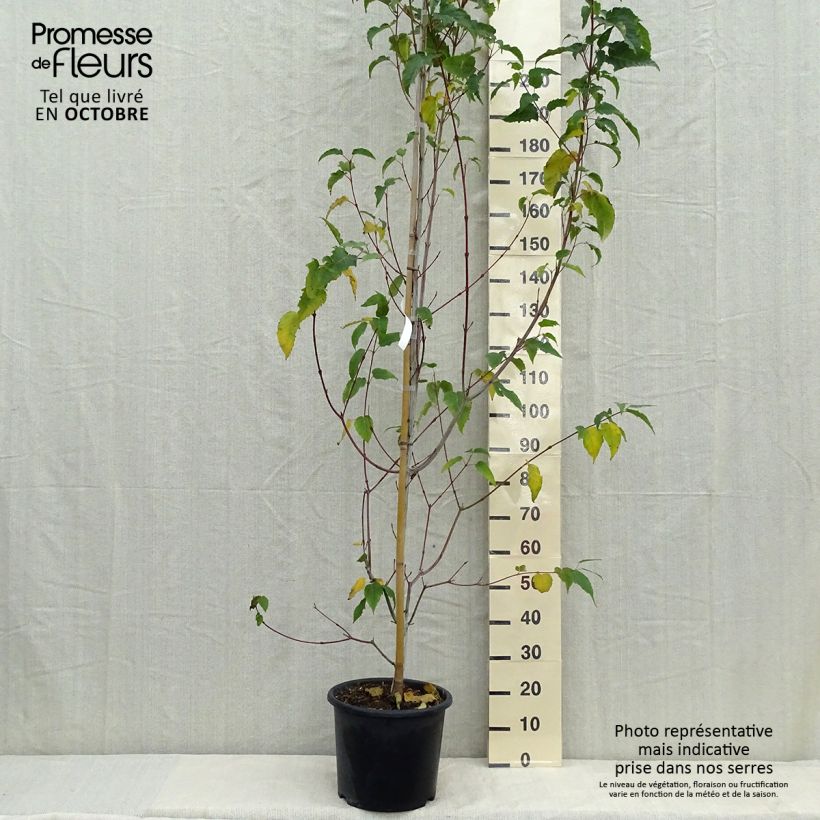 Amostra de Bordo pele de serpente Viper - Acer davidii Vaso de 12 L/15 L tal como entregue no outono
