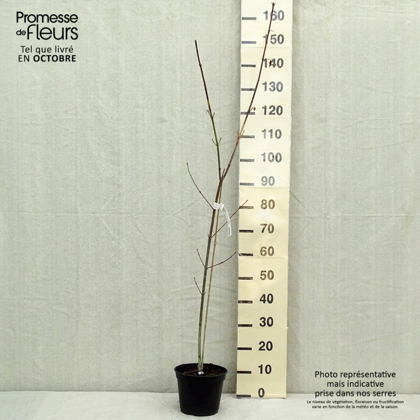 Amostra de Bordo pele de serpente Viper - Acer davidii Vaso de 4 L/5 L tal como entregue no outono