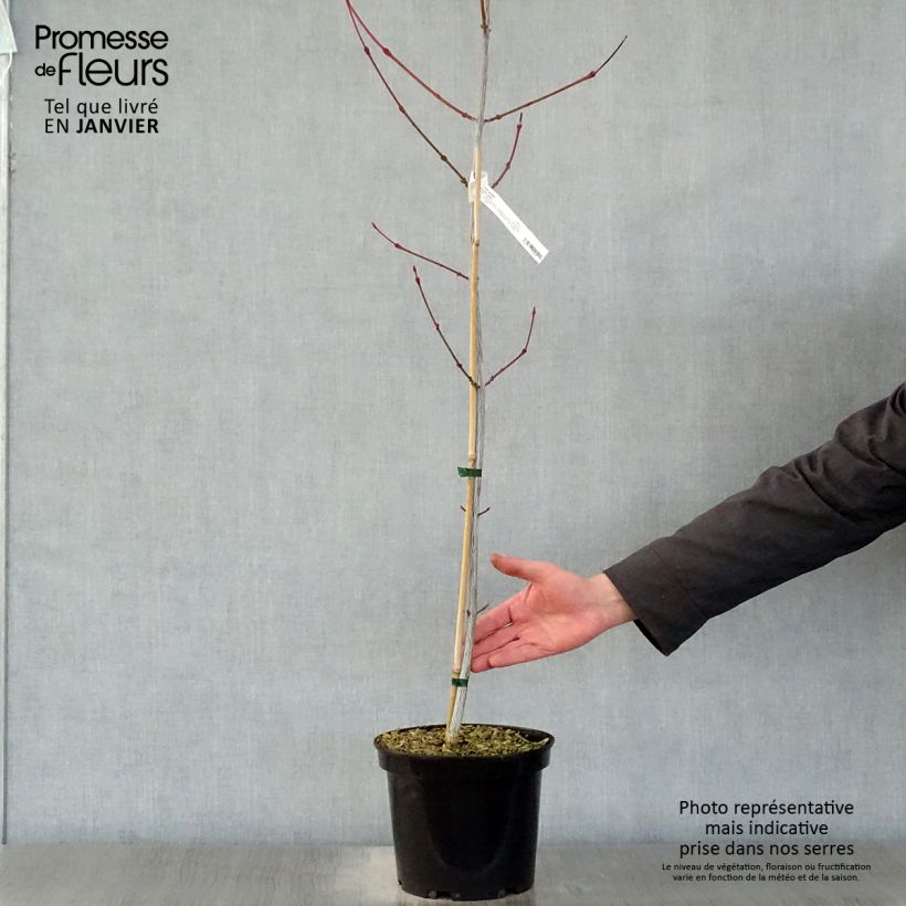 Amostra de Acer davidii Viper - Érable de David Vaso de 4 L/5 L tal como entregue no inverno