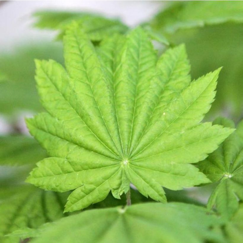 Bordo do Japão Vitifolium - Acer japonicum (Folhagem)