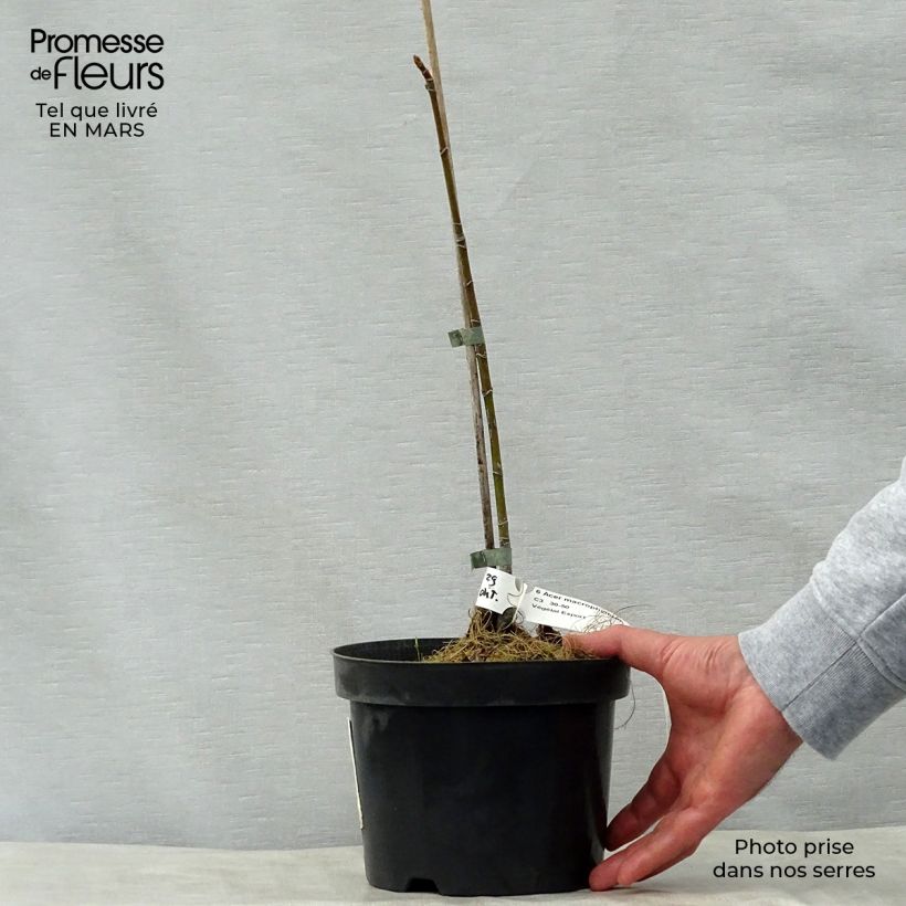 Amostra de Acer macrophyllum - Erable à grandes feuilles Vaso de 7,5 L/10 L tal como entregue na primavera