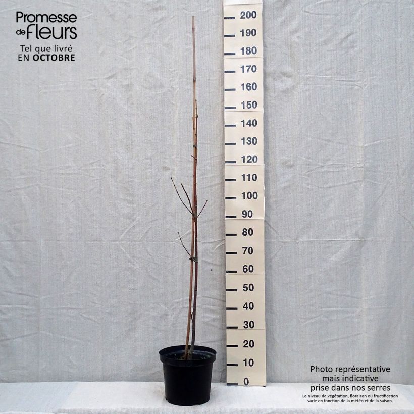 Amostra de Acer macrophyllum Vaso de 7,5 L/10 L tal como entregue no outono