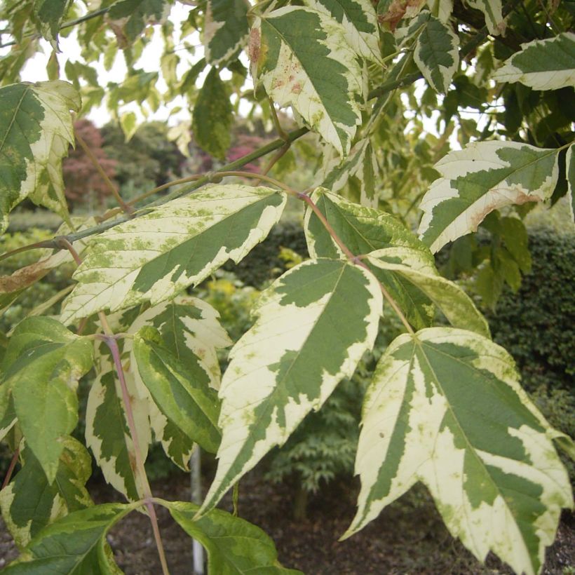 Bordo-negundo Aureomarginatum - Acer negundo (Folhagem)