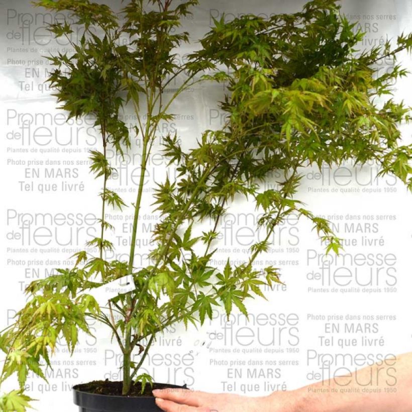 Exemplo de amostra de Érable du Japon - Acer palmatum Pot de 3L/4L tal como entregue