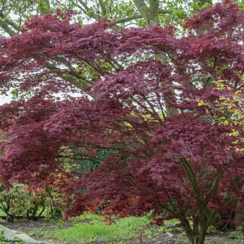 Ácer-do-japão Atropurpureum - Acer palmatum (Hábito)